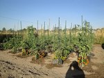 tomates.jpg