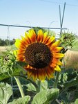 tournesol1.jpg
