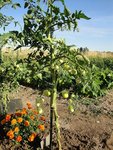 plant de tomate.jpg