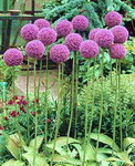 Allium-1.jpg