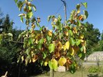 Voici le pommier, photo un peu plus grande !