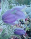 DSC00207.JPG
