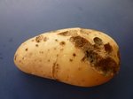 patate 001.JPG