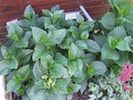 Hortensia.JPG
