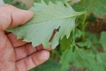 insecte.jpg