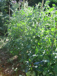 IMG_6819.JPG