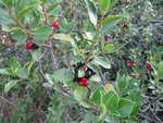 IMG_0005.jpg