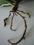 DSC02625a.JPG