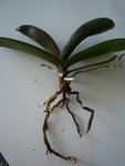 DSC02609a.JPG