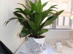 plante1
