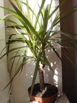 plante2