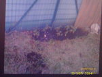 voici mes tomates