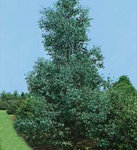 Eucalyptus Gunni