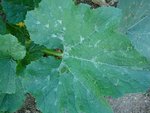 courgette...jpg