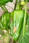 Tomates010.jpg