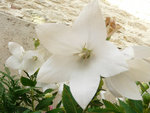 La fleur
