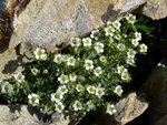 Puigmal (32.1).jpg