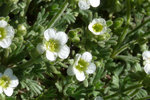 Puigmal blche (32.2).jpg