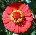 zinnia