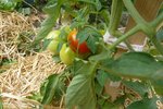 15-07-2010 pleine terre.jpg