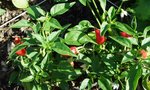 piments réunionnais