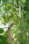 15-07-2010 (liguria).jpg