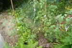 15-07-2010 tomates cerises.jpg