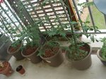 DSC02386.JPG