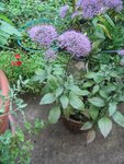 IMG_4763.JPG
