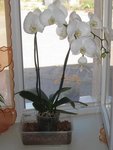 IMG_0249.JPG
