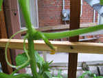 Plant concombre 002.jpg