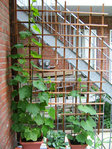 Plant concombre 001.jpg