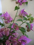 mon bougainvillier qui fait des nouvelles fleurs