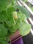 premiere fleur comestible