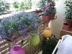 lobelia