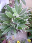 calistemon qui n'a plus de fleurs mais des feuilles toutes douces