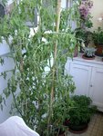 mes tomates à l'agonie je crois !!