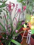 de nouvelles fleurs