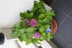 IMG_3319 (Small).JPG