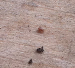 image4.jpeg