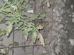 IMG_0573.JPG