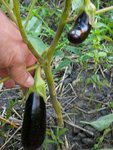 aubergine long finguer.JPG