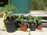 Plants de tomate et poivron que j'ai semés et que je ne voulais pas jeter