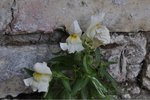 Copie de DSC_0259.JPG