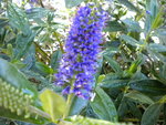 DSCN1177.JPG