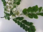 Fleur.jpg