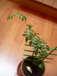 DSCN0576.JPG