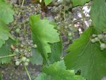 Image00001.jpg