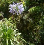 19-07-2010 agapanthe en Savoie.jpg