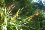 19-07-2010 crocosmias( ou Montbretias ).jpg